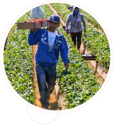 Man carrying a box of tomatoes in field