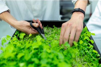 Worker cutting crops out of a planter