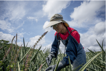 Farmer out in the fields working