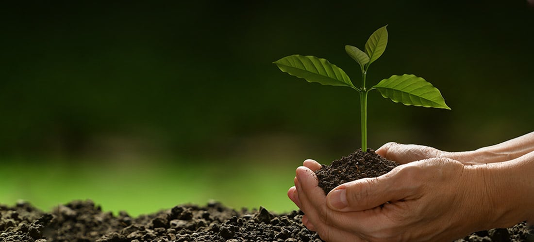 Hands holding a plant